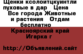 Щенки ксолоитцкуинтли пуховые в дар › Цена ­ 1 - Все города Животные и растения » Отдам бесплатно   . Красноярский край,Игарка г.